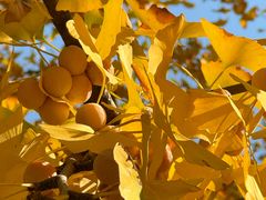 -清真·双和顺·京味菜·涮肉(灯市口店)