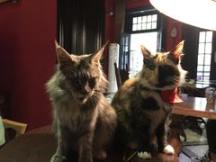 -猫色咖啡·猫咖