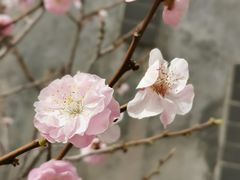 -石家庄市植物园