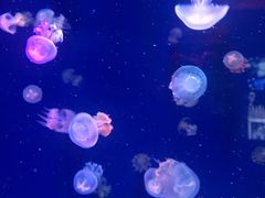 -成都浩海立方海洋公园