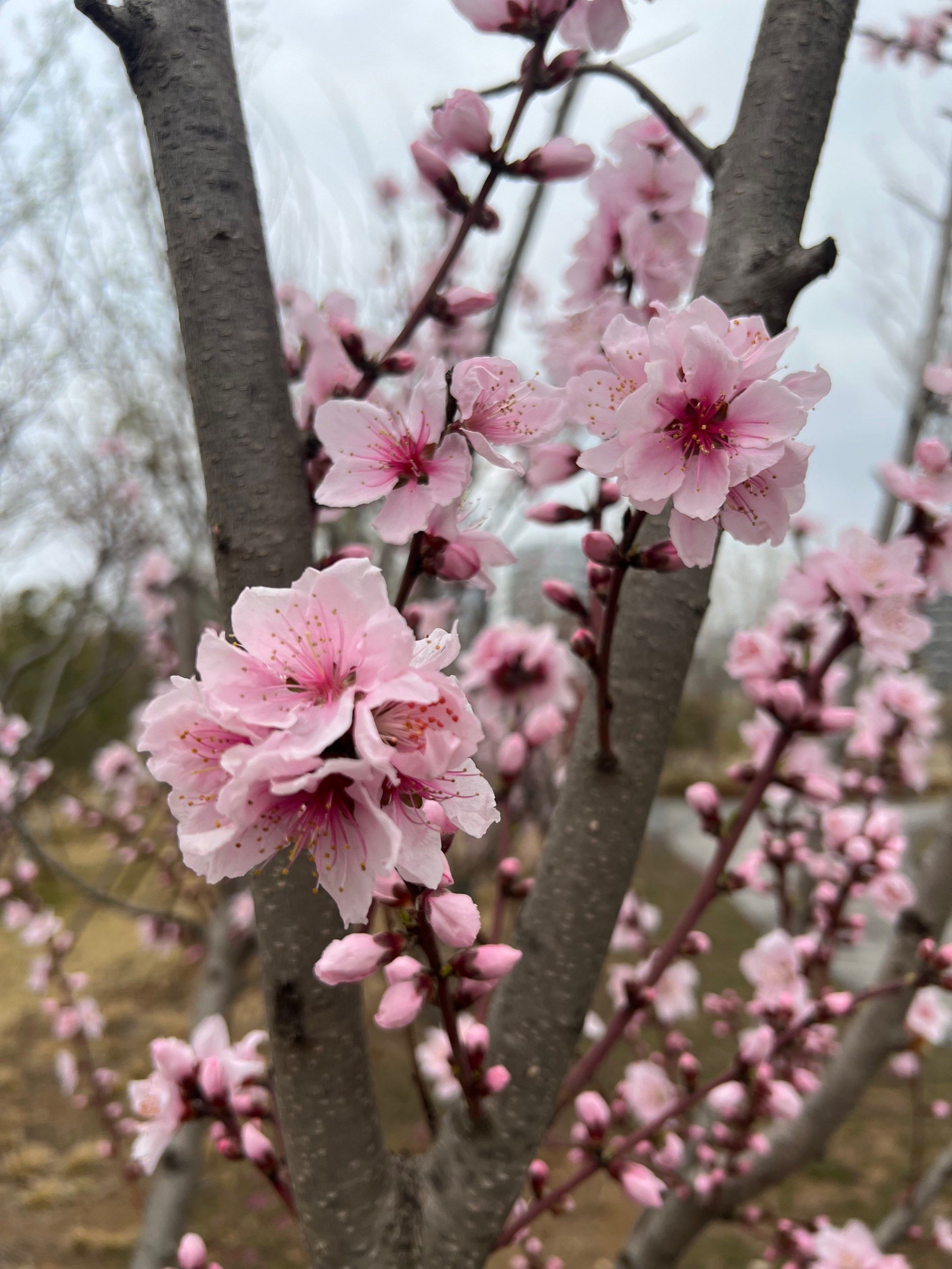 滨河新城——荷湖