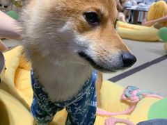 -逗柴咖啡屋·狗咖猫咖宠物桌游