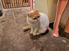 -喵屿·大理花园猫咖