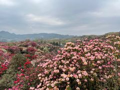 -贵州百里杜鹃风景名胜区