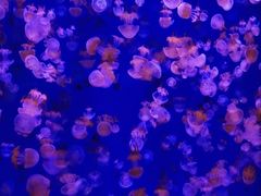 -波塞冬旅游度假区