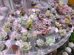 -KKV(深圳kk one 店)