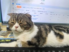-乖乖宠物医院·猫科·急重症中心(车站北路分院)