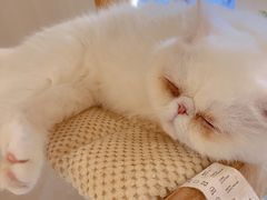 -More Fun猫咖 二十只万元加菲主题