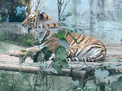 -成都动物园