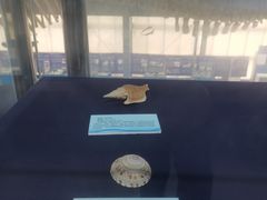 -上海海洋大学鱼文化博物馆(军工路校区)