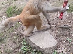 -黔灵山公园