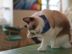 -喵喵咪呀布偶猫咖(春熙路店)