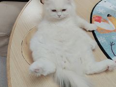 -猫和宫(六道口店)