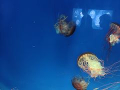 -萌宠奇缘(荣鼎店)