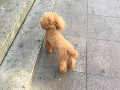 -中农大我爱我爱24h动物医院·中医针灸·猫专科·骨科医疗中心(双井店)