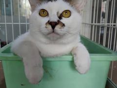 -A猫a狗全科·犬猫异宠·芥西宠物医院(南开总院)