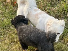 -康旭宠物医院(郑州总院)