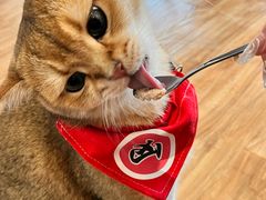 -猫小主咖啡·猫咖cat cafe(福田店)