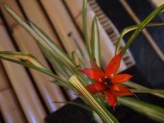 -Bamboo Bar & Grill Restaurant