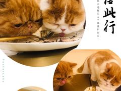 -飞行喵MR PILOT|猫舍·猫咖(静安大融城店)