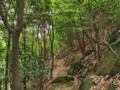 -南山植物园