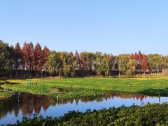-洋湖国家湿地公园