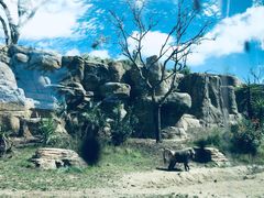 -圣地亚哥动物园