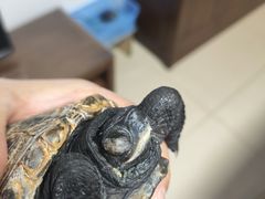 -北京观赏动物医院·24小时大型综合·猫专科·异宠专科