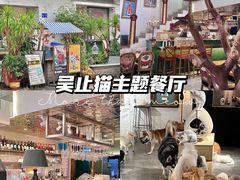 -more than meow吴止猫主题餐厅(承德 中船汇店)