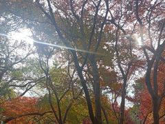 -秋霞圃