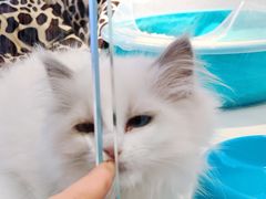 -龟与熊猫宠物公园(南坪店)