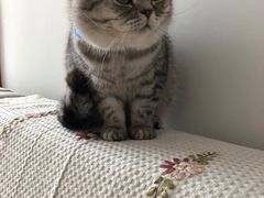 -Bastet sally猫舍购宠(静安店)
