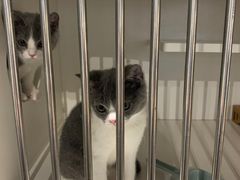 -东方名猫馆·英短金渐层布偶猫舍(环线广场1号楼店)