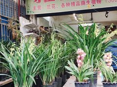 -桂林市花鸟市场