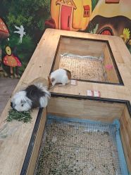 -神奇动物撸宠馆·羊驼·小浣熊·异宠(豫园店)