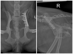 -东莞宠友24H宠物中心医院·转诊夜诊·异宠(新河北路院)