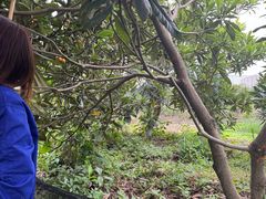 -塘栖枇杷特色园区