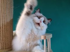 -猫十亿·布偶金渐层·曼基康矮脚猫舍(青年路店)