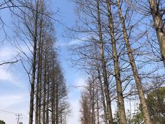 -广富林郊野公园