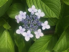 -台场海滨公园船码头