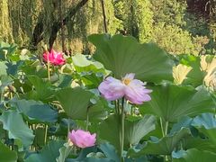 -洛阳市隋唐城遗址植物园