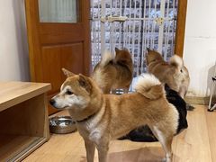 -是阿柴呀！柴犬咖啡·爱喵喵猫咖