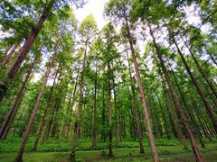 -黄海国家森林公园