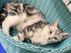 -纳吉亚猫专科动物医院·北北分院