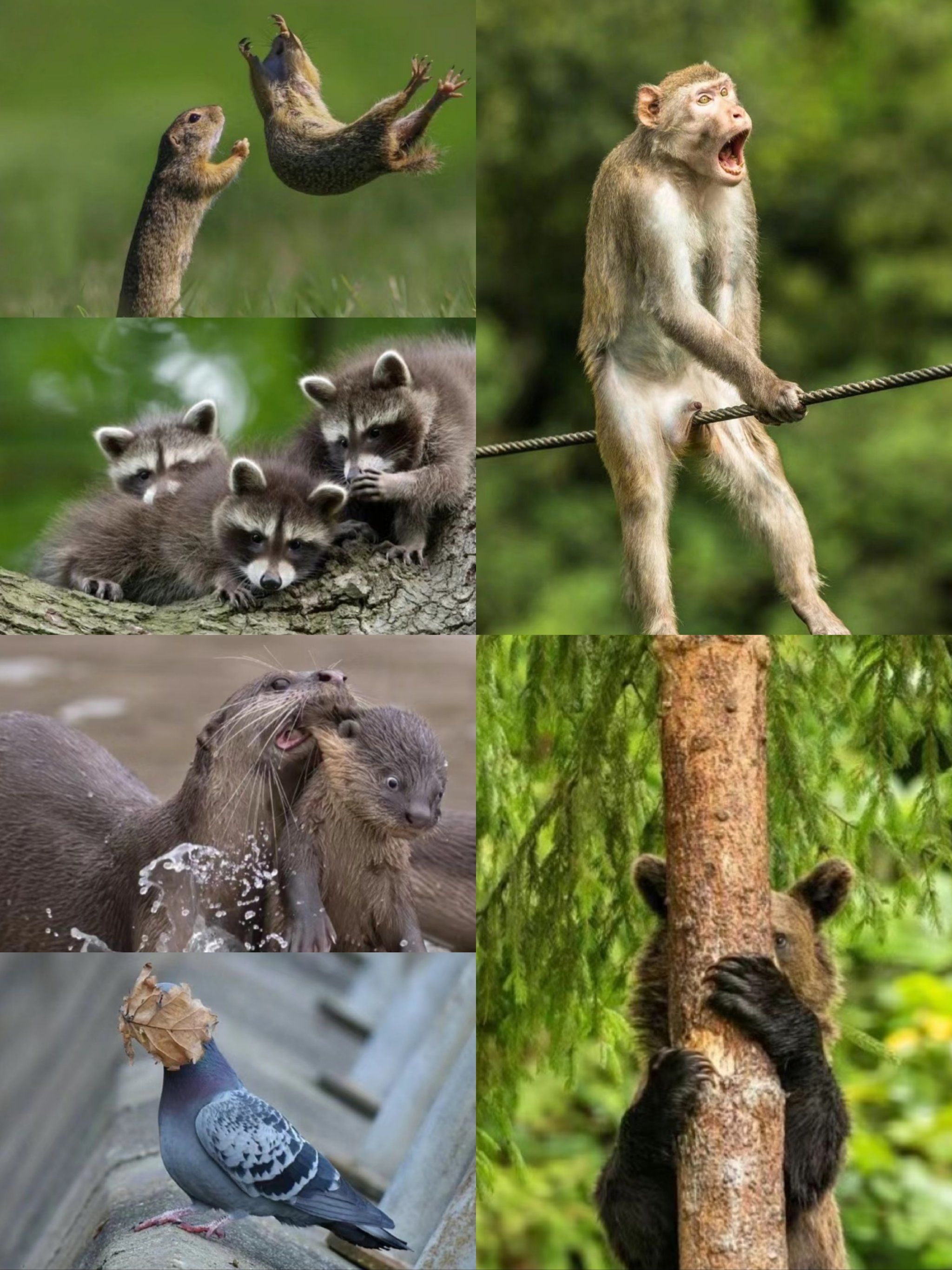 📷搞笑摄影大赛真的很搞笑🤣