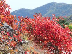 -北京西山国家森林公园