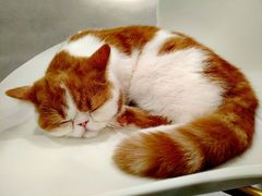 -飞行喵MR PILOT|猫舍·猫咖(静安大融城店)