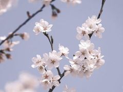 -顾村公园
