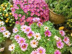 -溪岸路花鸟市场