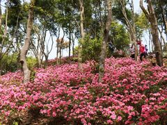 -梧桐山风景名胜区